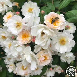 Never Forget Rose® 14 Never Forget Rose® -FloraFinesse Shop Never Forget 2