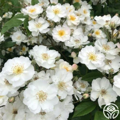 Never Forget Rose® 16 Never Forget Rose® -FloraFinesse Shop Never Forget 6