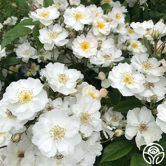 Never Forget Rose® 7 Never Forget Rose® - Image 7