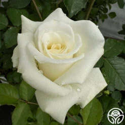 Nona -FloraFinesse Shop Nona 3