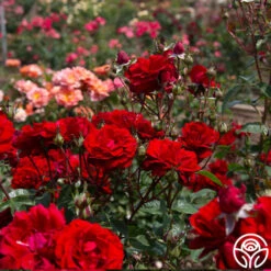 Oh My!™ -FloraFinesse Shop Oh My 13