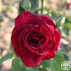 Oklahoma 19 Oklahoma -FloraFinesse Shop Oklahoma 11