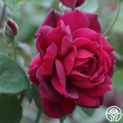 Oklahoma 15 Oklahoma -FloraFinesse Shop Oklahoma 15