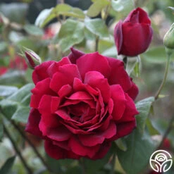 Oklahoma 13 Oklahoma -FloraFinesse Shop Oklahoma 16