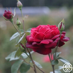 Oklahoma 17 Oklahoma -FloraFinesse Shop Oklahoma 19