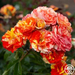 Oranges 'n' Lemons -FloraFinesse Shop Oranges N Lemons 15