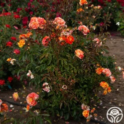 Oranges 'n' Lemons -FloraFinesse Shop Oranges N Lemons 16