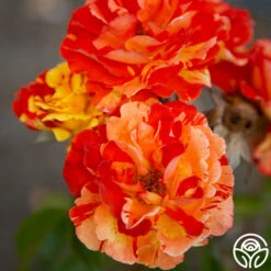 Oranges 'n' Lemons -FloraFinesse Shop Oranges N Lemons 18