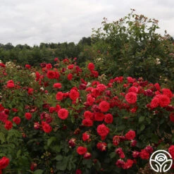 Out Of Rosenheim™ -FloraFinesse Shop Out Of Rosenheim 11