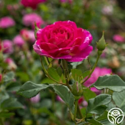 Outta The Blue -FloraFinesse Shop Outta The Blue 12