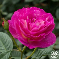 Outta The Blue -FloraFinesse Shop Outta The Blue 13