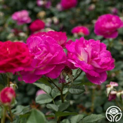 Outta The Blue -FloraFinesse Shop Outta The Blue 14