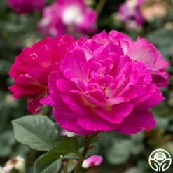 Outta The Blue -FloraFinesse Shop Outta The Blue 15