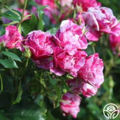 Parade Day™ -FloraFinesse Shop Parade Day 12