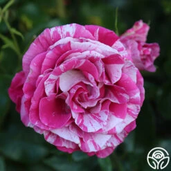 Parade Day™ -FloraFinesse Shop Parade Day 15