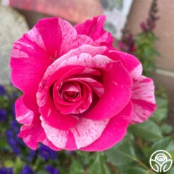 Parade Day™ -FloraFinesse Shop Parade Day 034