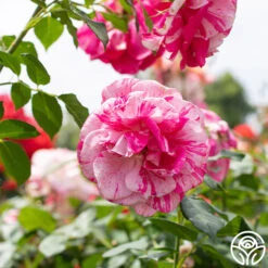 Parade Day™ -FloraFinesse Shop Parade Day 029