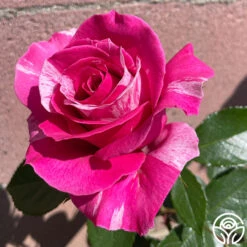 Parade Day™ -FloraFinesse Shop Parade Day 034