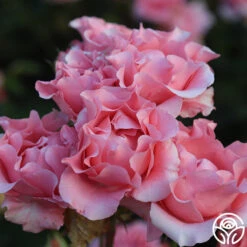 Paris De Yves St. Laurent ™ -FloraFinesse Shop Paris de Yves St. Laurent 14 2811601c 9010 4b18 94fd 485f44c4cec6