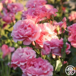 Paris De Yves St. Laurent ™ -FloraFinesse Shop Paris de Yves St. Laurent 15