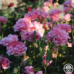 Paris De Yves St. Laurent ™ -FloraFinesse Shop Paris de Yves St. Laurent 22