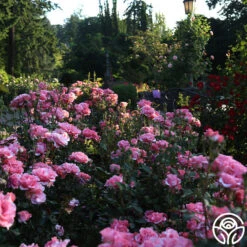 Paris De Yves St. Laurent ™ -FloraFinesse Shop Paris de Yves St. Laurent 25