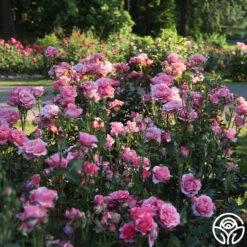 Paris De Yves St. Laurent ™ -FloraFinesse Shop Paris de Yves St. Laurent 2 23ce9b3a 7d05 4b47 87c0 d888b9bc18a0