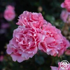 Paris De Yves St. Laurent ™ -FloraFinesse Shop Paris de Yves St. Laurent 44