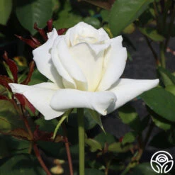 Pascali® -FloraFinesse Shop Pascali 11