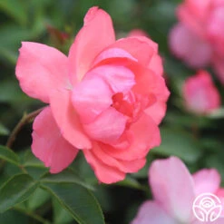 Passionate Kisses® 14 Passionate Kisses® -FloraFinesse Shop Passionate Kisses 02