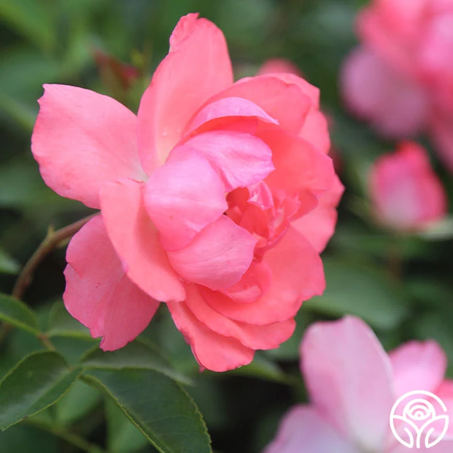 Passionate Kisses® 3 Passionate Kisses® - Image 3