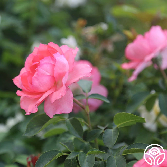 Passionate Kisses® 2 Passionate Kisses® - Image 2