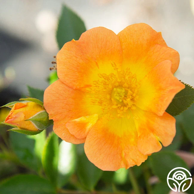 Peachy Creeper 2 Peachy Creeper - Image 2