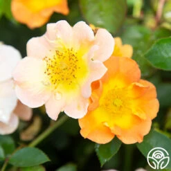 Peachy Creeper 10 Peachy Creeper -FloraFinesse Shop Peachy Creeper 04