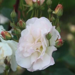 Penelope -FloraFinesse Shop Penelope 14