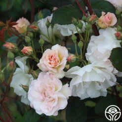 Penelope -FloraFinesse Shop Penelope 21