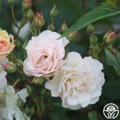 Penelope -FloraFinesse Shop Penelope 23