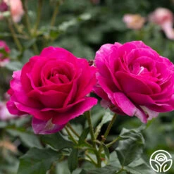 Perfume Factory™ -FloraFinesse Shop Perfume Factory 3