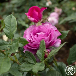 Perfume Factory™ -FloraFinesse Shop Perfume Factory 4