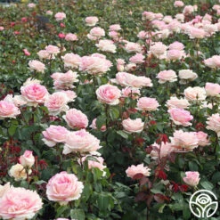 Eleganza® Pink Enchantment® 10 Eleganza® Pink Enchantment® -FloraFinesse Shop Pink Enchantment 11