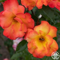 Playboy® -FloraFinesse Shop PlayBoy 11