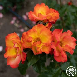 Playboy® -FloraFinesse Shop PlayBoy 13