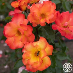 Playboy® -FloraFinesse Shop PlayBoy 14