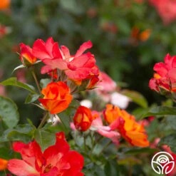 Playboy® -FloraFinesse Shop PlayBoy 15