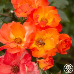 Playboy® -FloraFinesse Shop PlayBoy 17