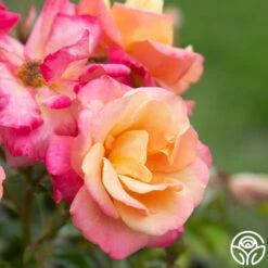 Polynesian Punch™ 17 Polynesian Punch™ -FloraFinesse Shop Polynesian Punch 111