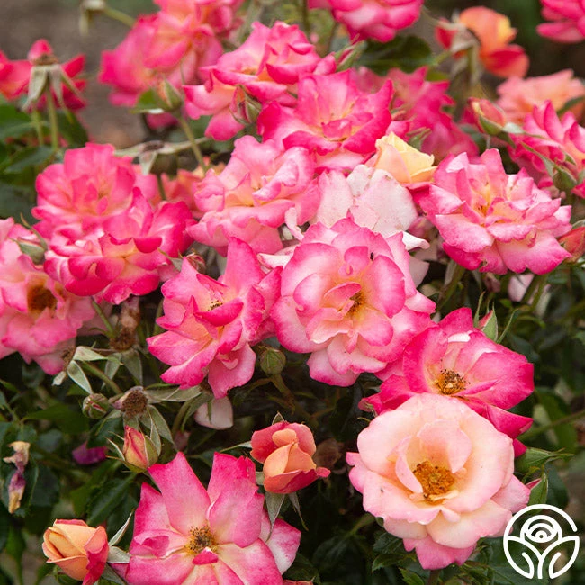 Polynesian Punch™ 2 Polynesian Punch™ - Image 2