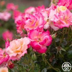 Polynesian Punch™ 19 Polynesian Punch™ -FloraFinesse Shop Polynesian Punch 113