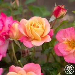 Polynesian Punch™ 16 Polynesian Punch™ -FloraFinesse Shop Polynesian Punch 114