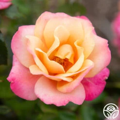 Polynesian Punch™ 22 Polynesian Punch™ -FloraFinesse Shop Polynesian Punch 116